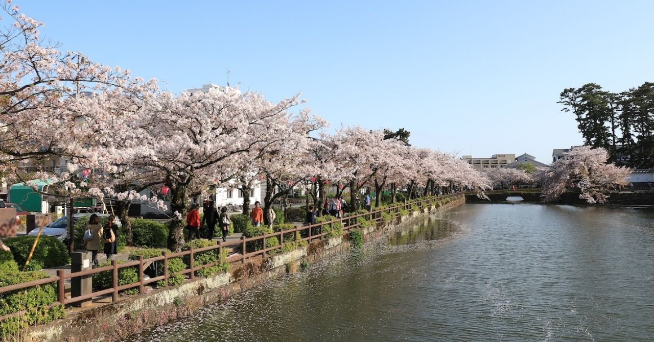 箱根と桜と時期ミスと - 水平線を飛び越えて